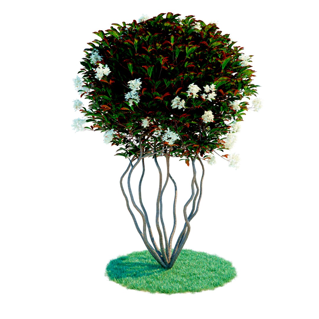 Photinia parachute