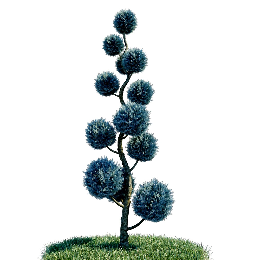 Cypress - Cupressus Arizonica Pon Pon Spiral