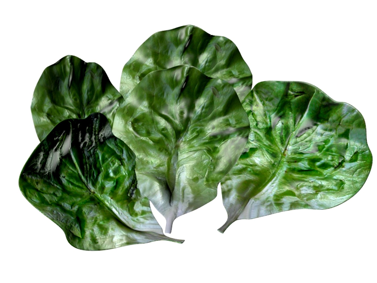 Lettuce Leaf