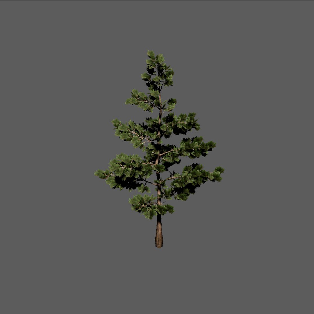 Pine tree