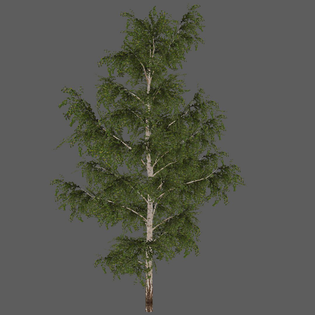 Tree birch