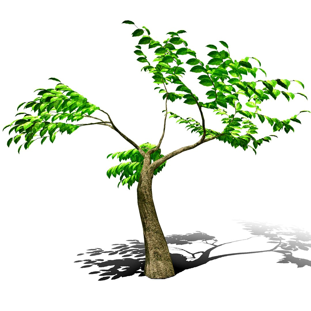 Tree Generic