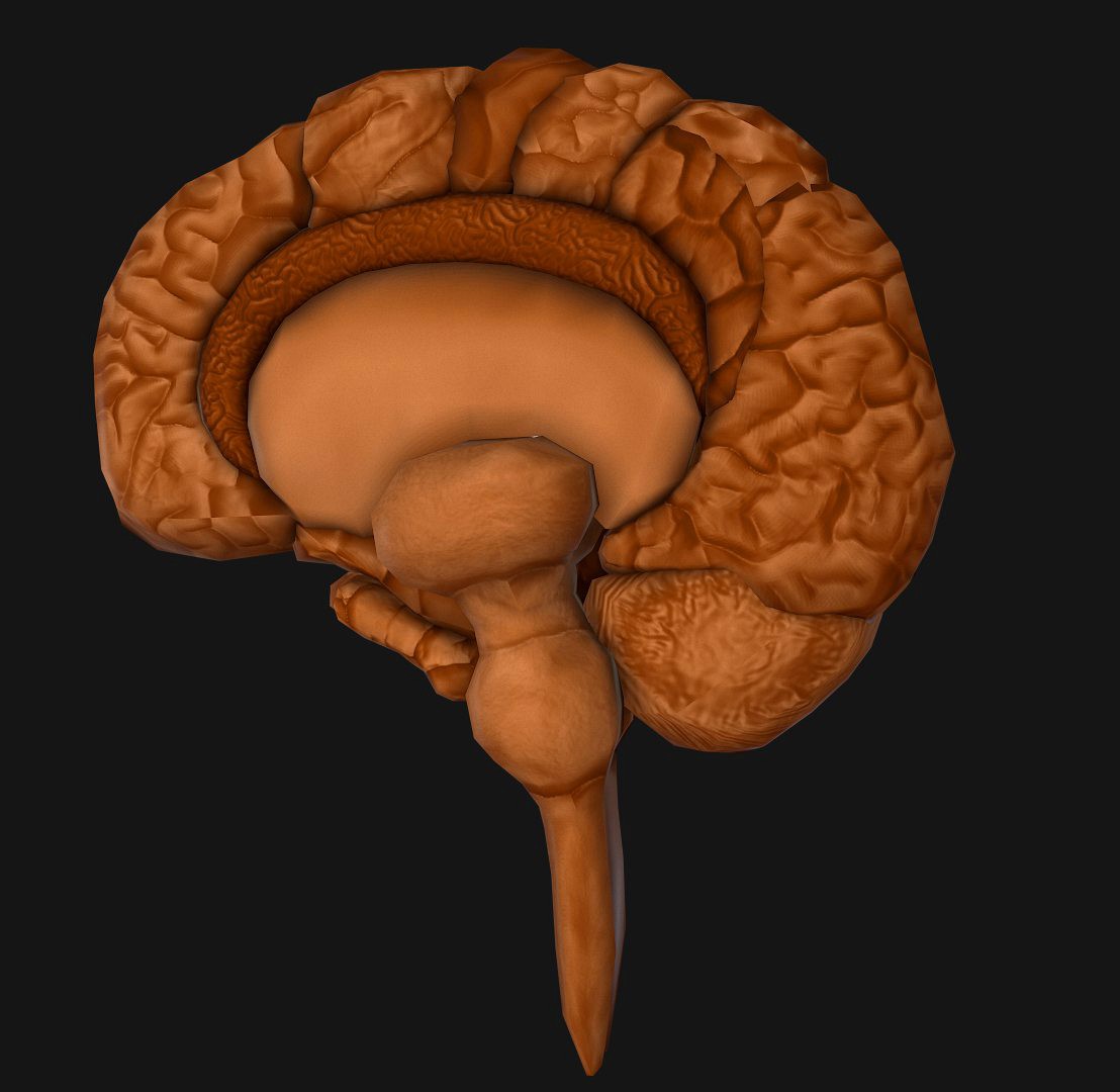 Human Brain