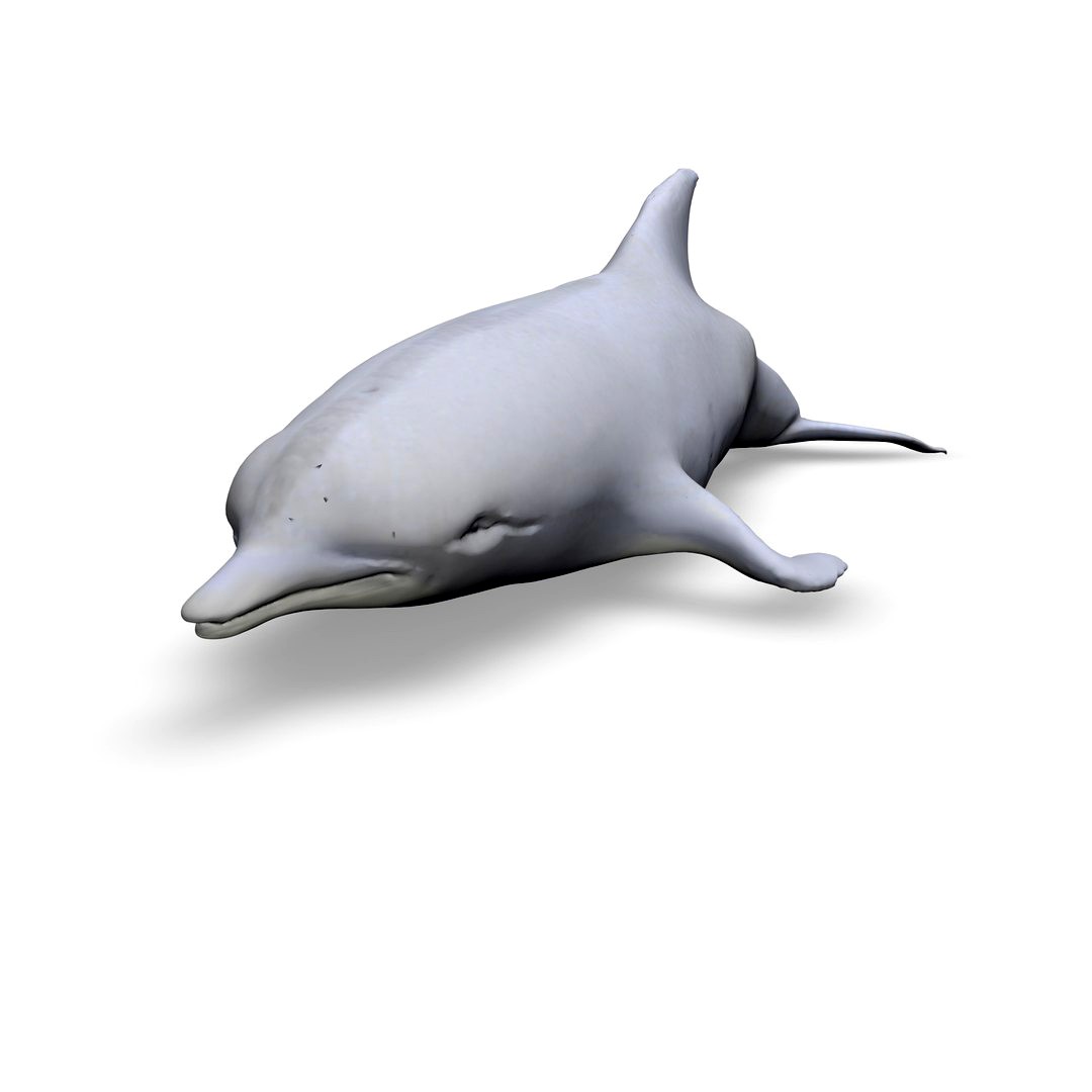 Dolphin