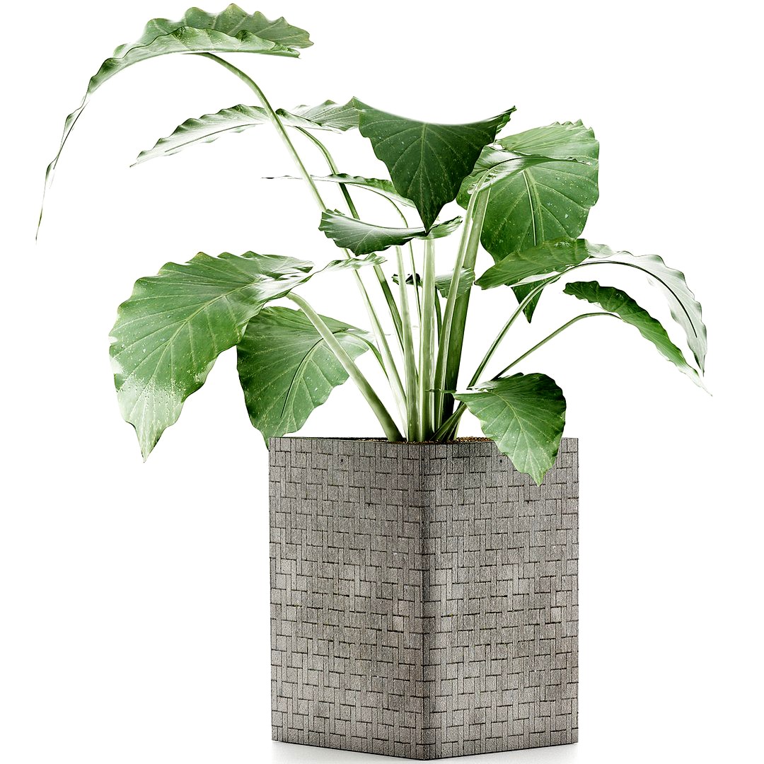 Plants Collection 55