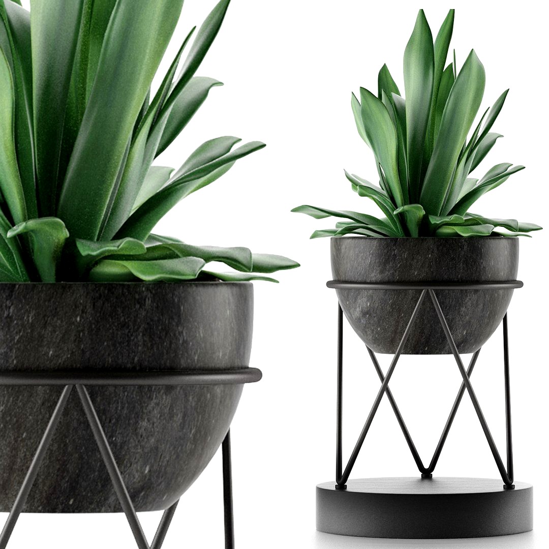 House Plant 27