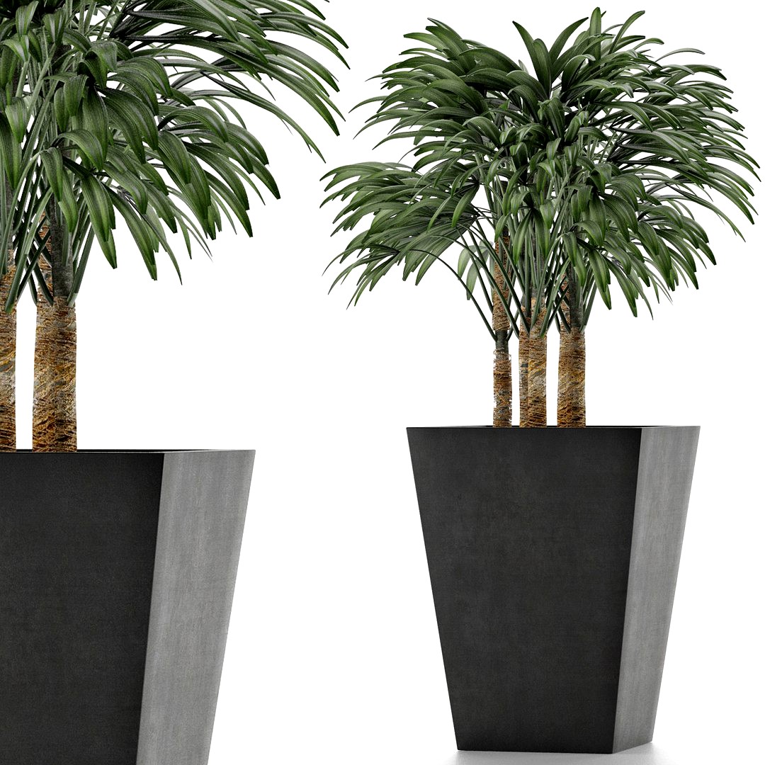 Single Plant 07
