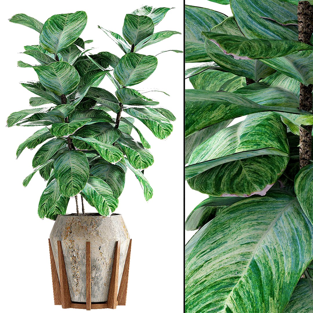 Plant in Pot Flowerpot Exotic Plant
