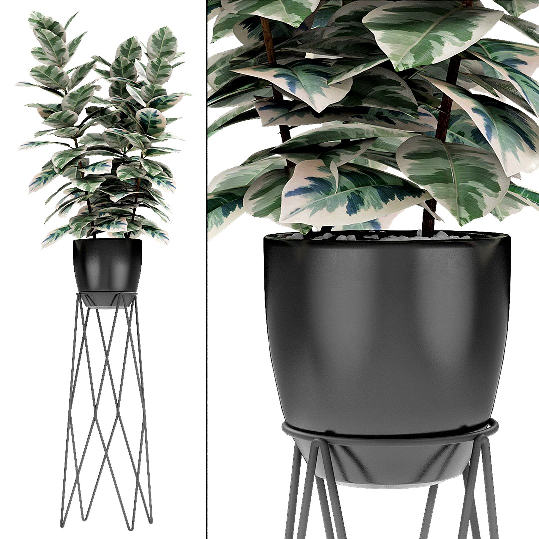 Plant in Pot Flowerpot Exotic Plant