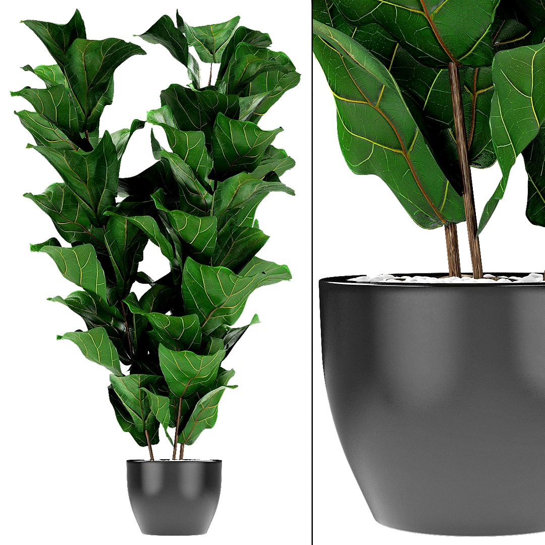 Plant in Pot Flowerpot Exotic Plant