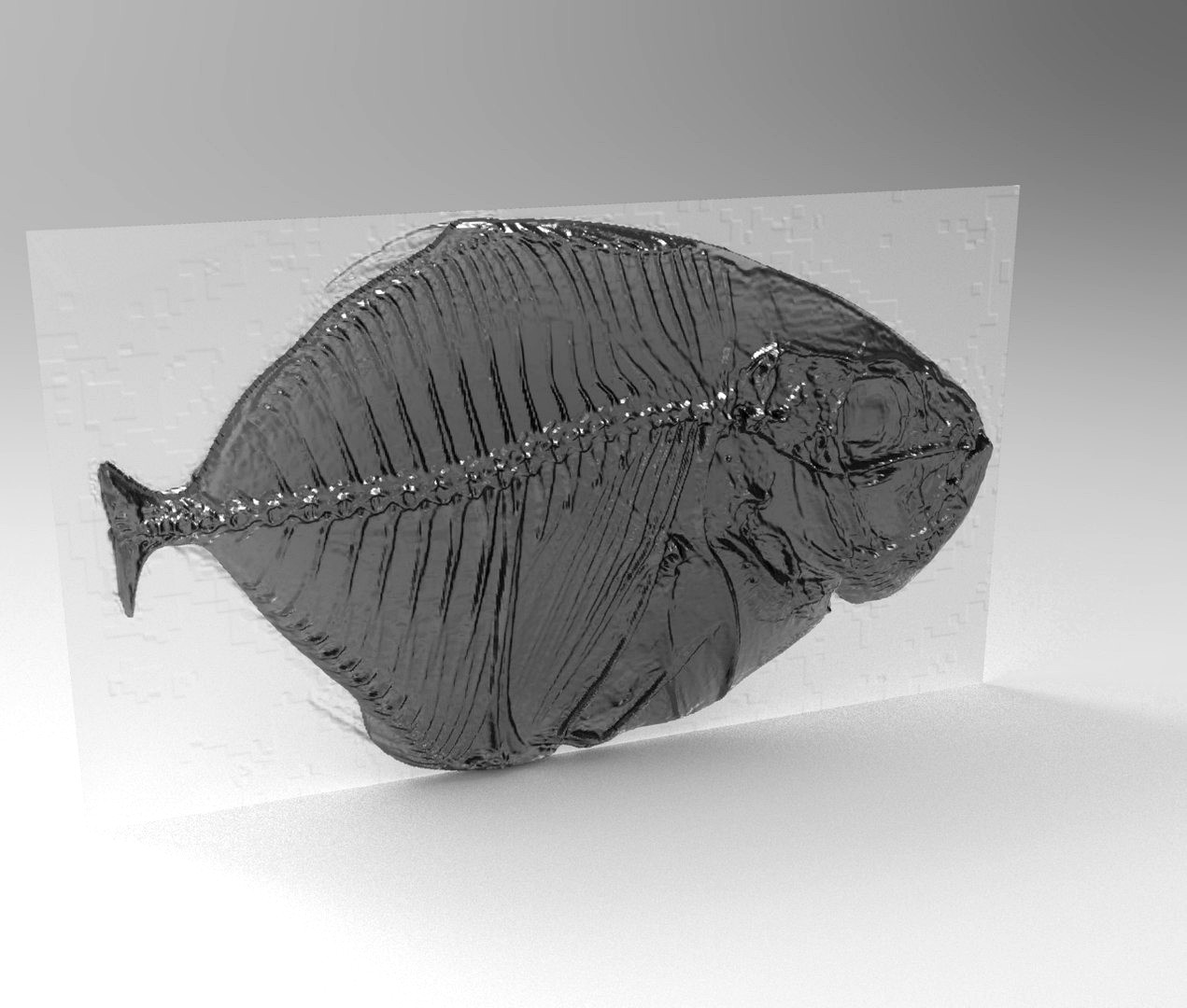 xray fish model