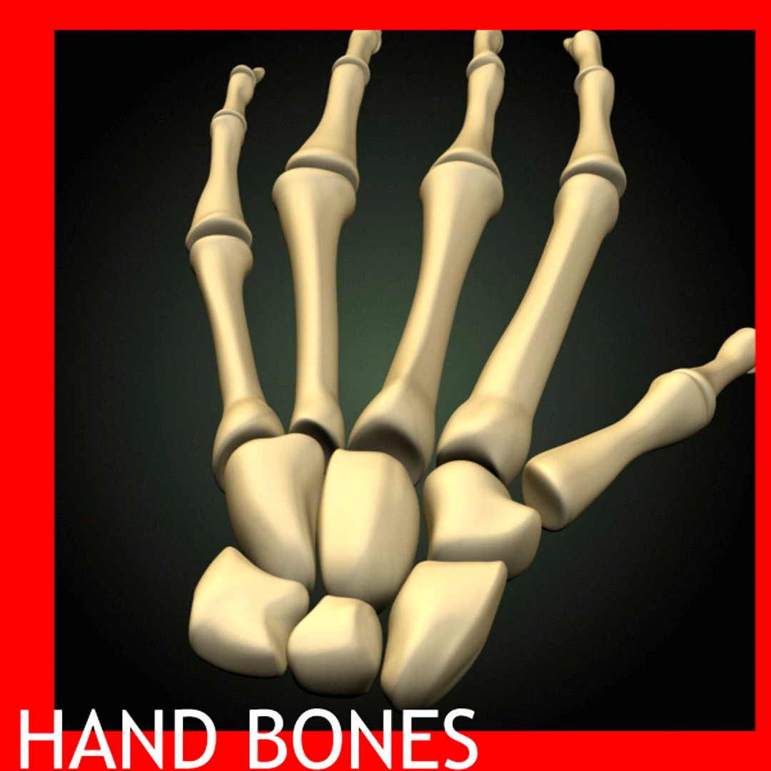 hand bones