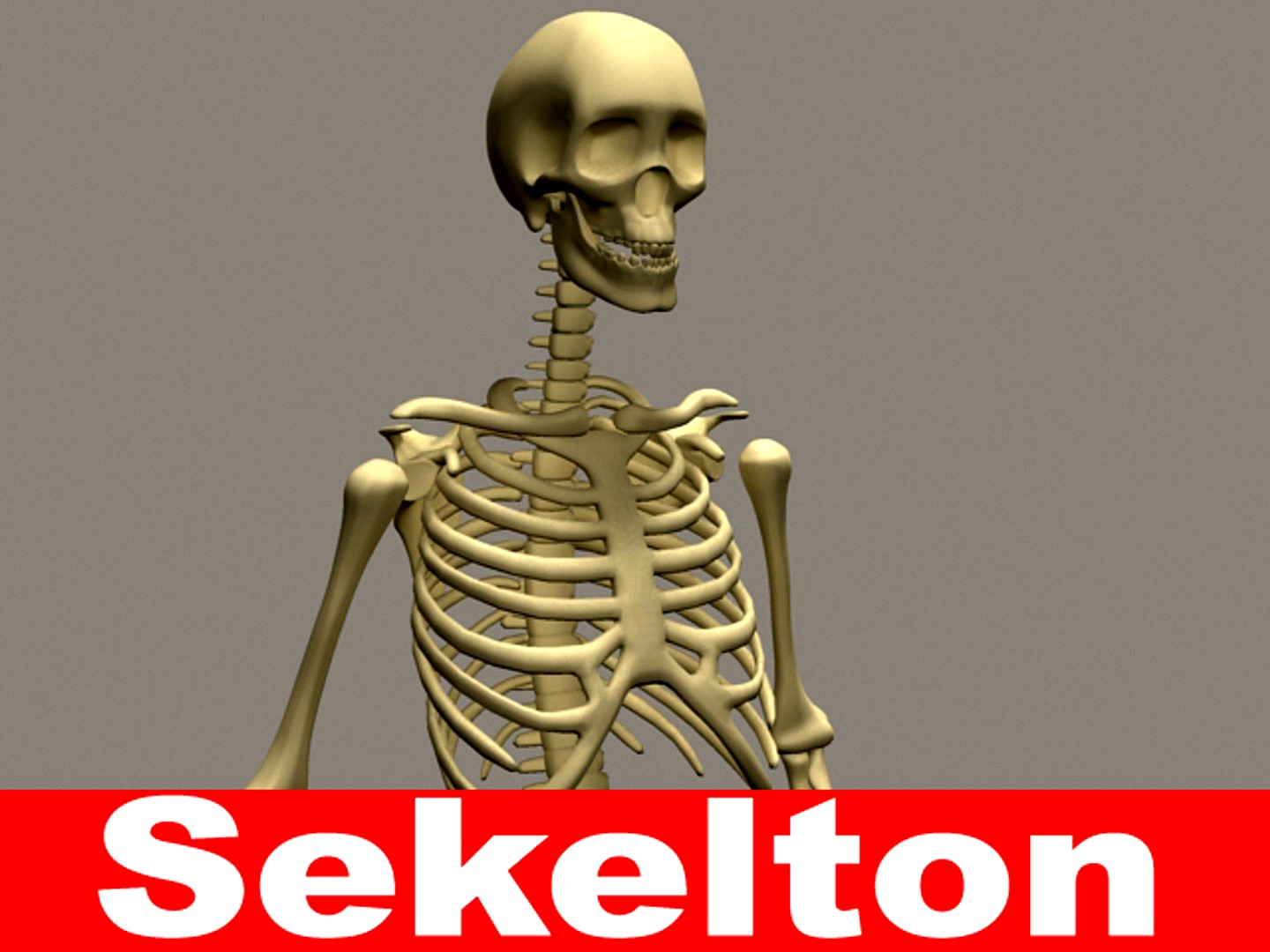 Skeleton