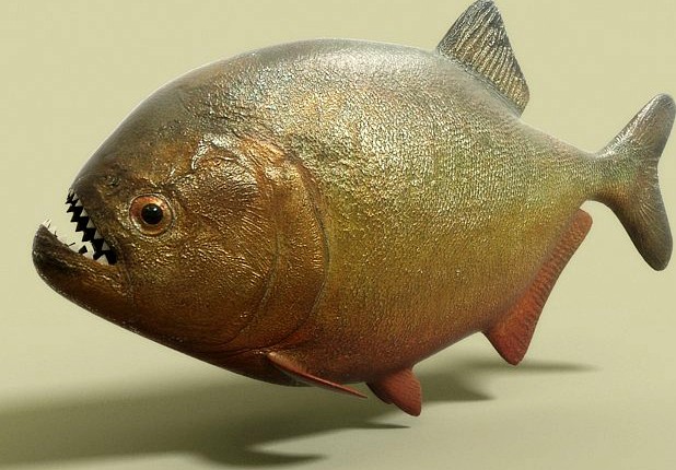 Piranha fish 3D Model