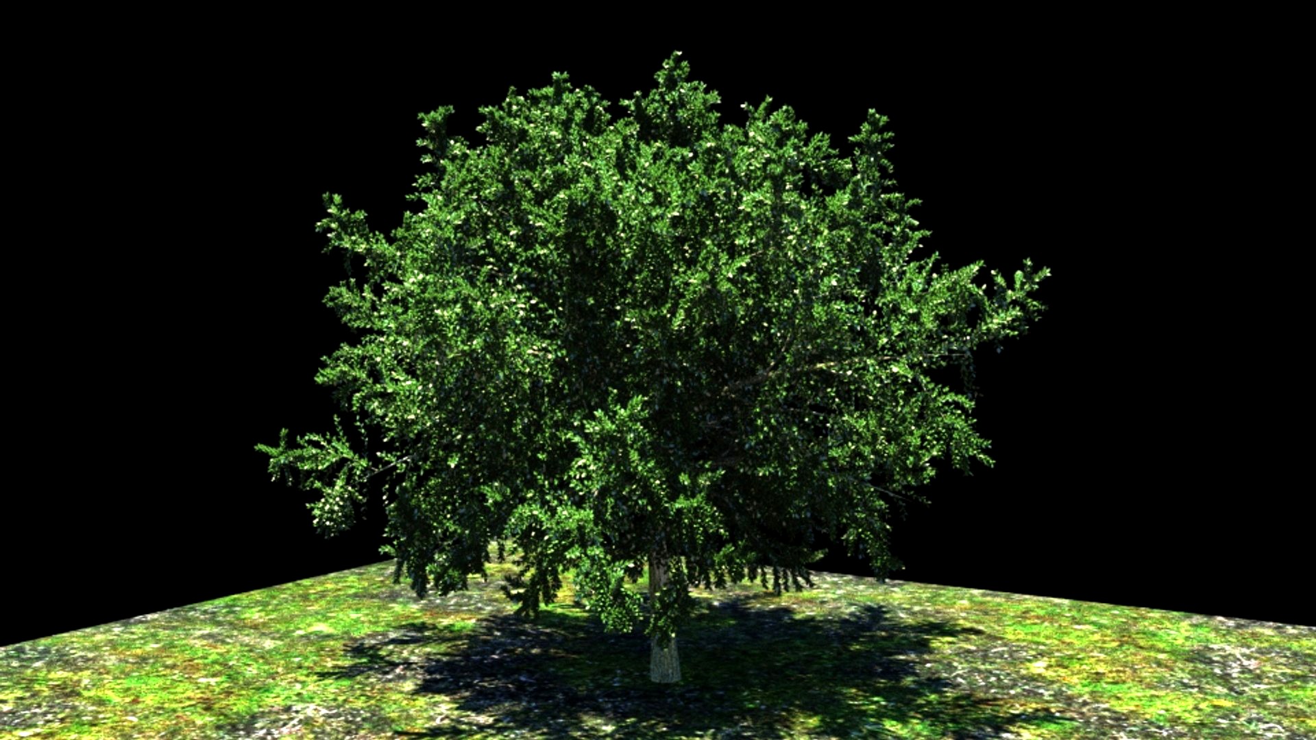 High res Tree