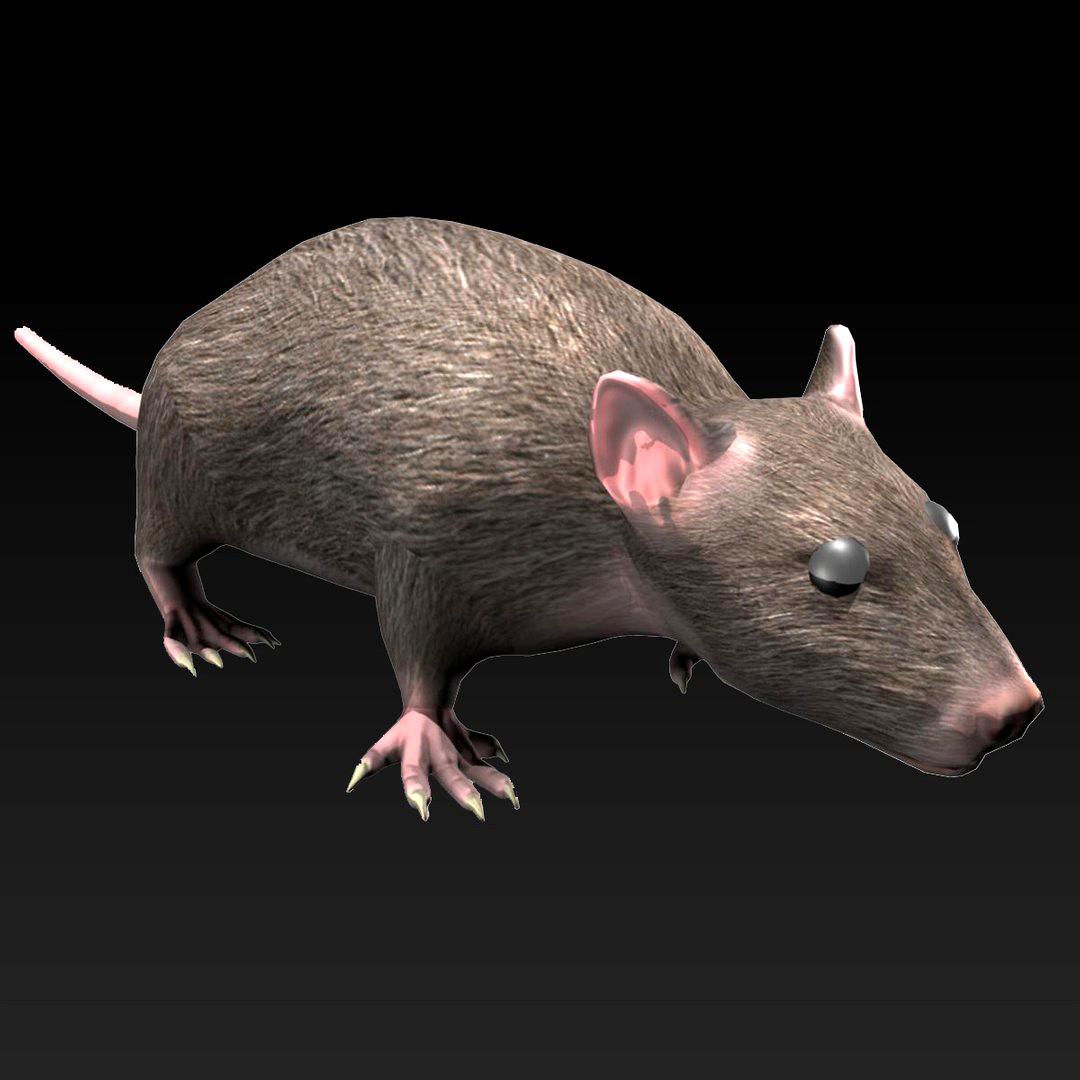 Rat