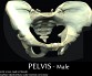 PELVIS  Male 3D Model