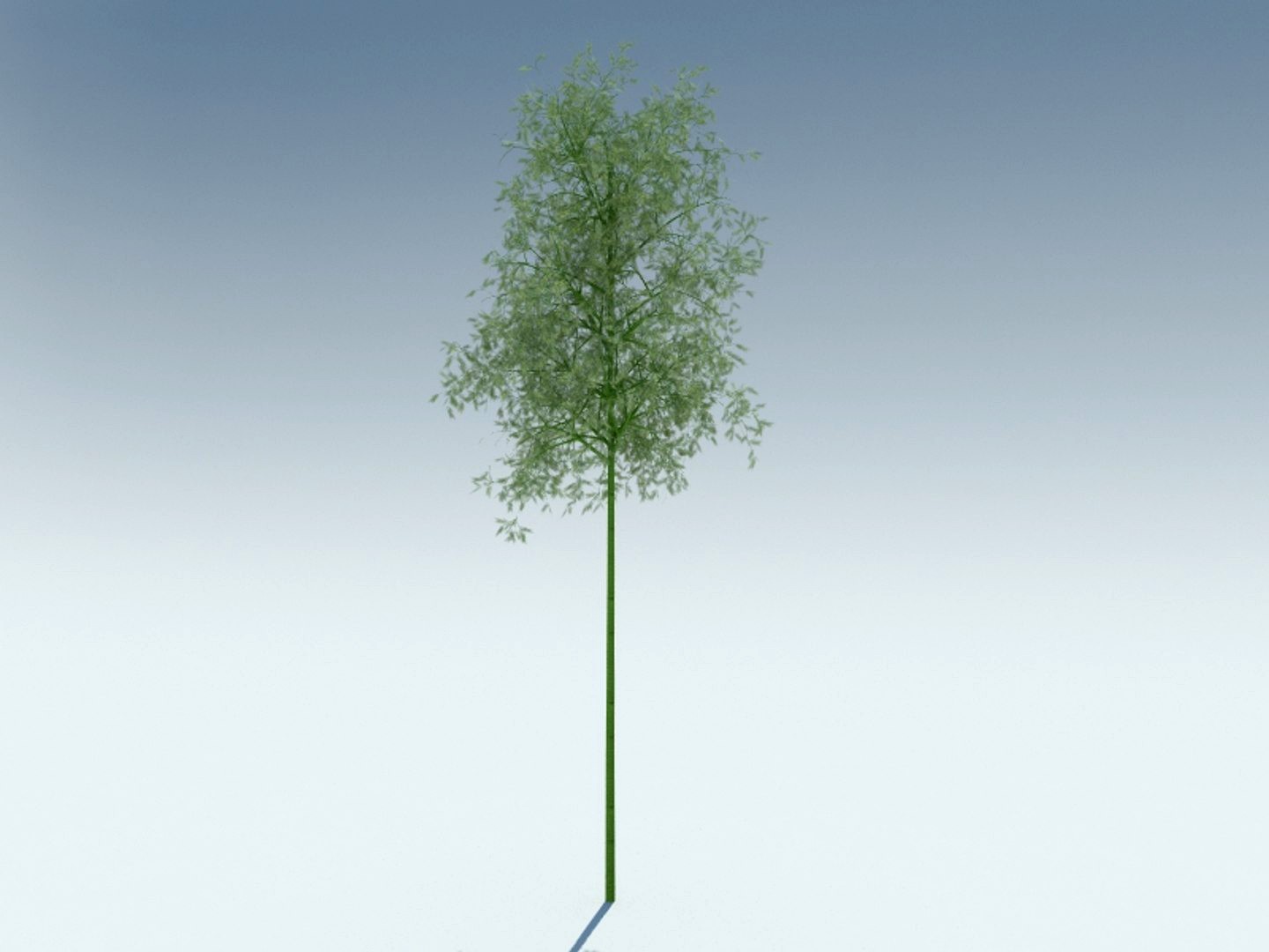 sagano bamboo