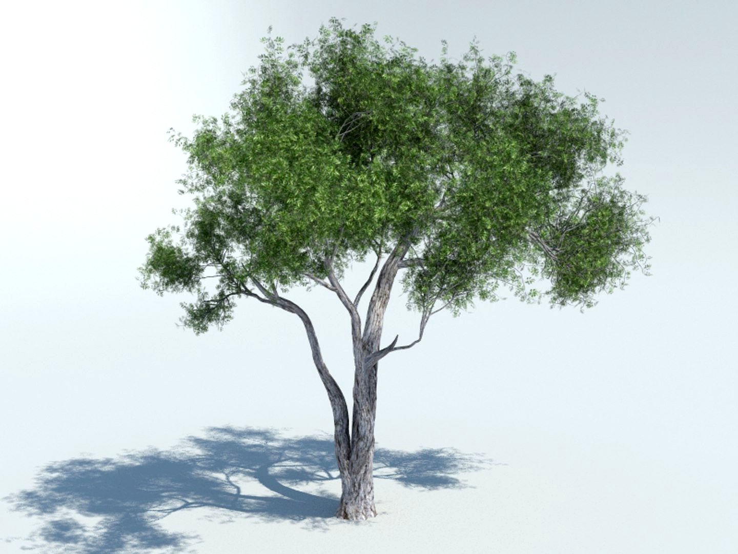 tree olive