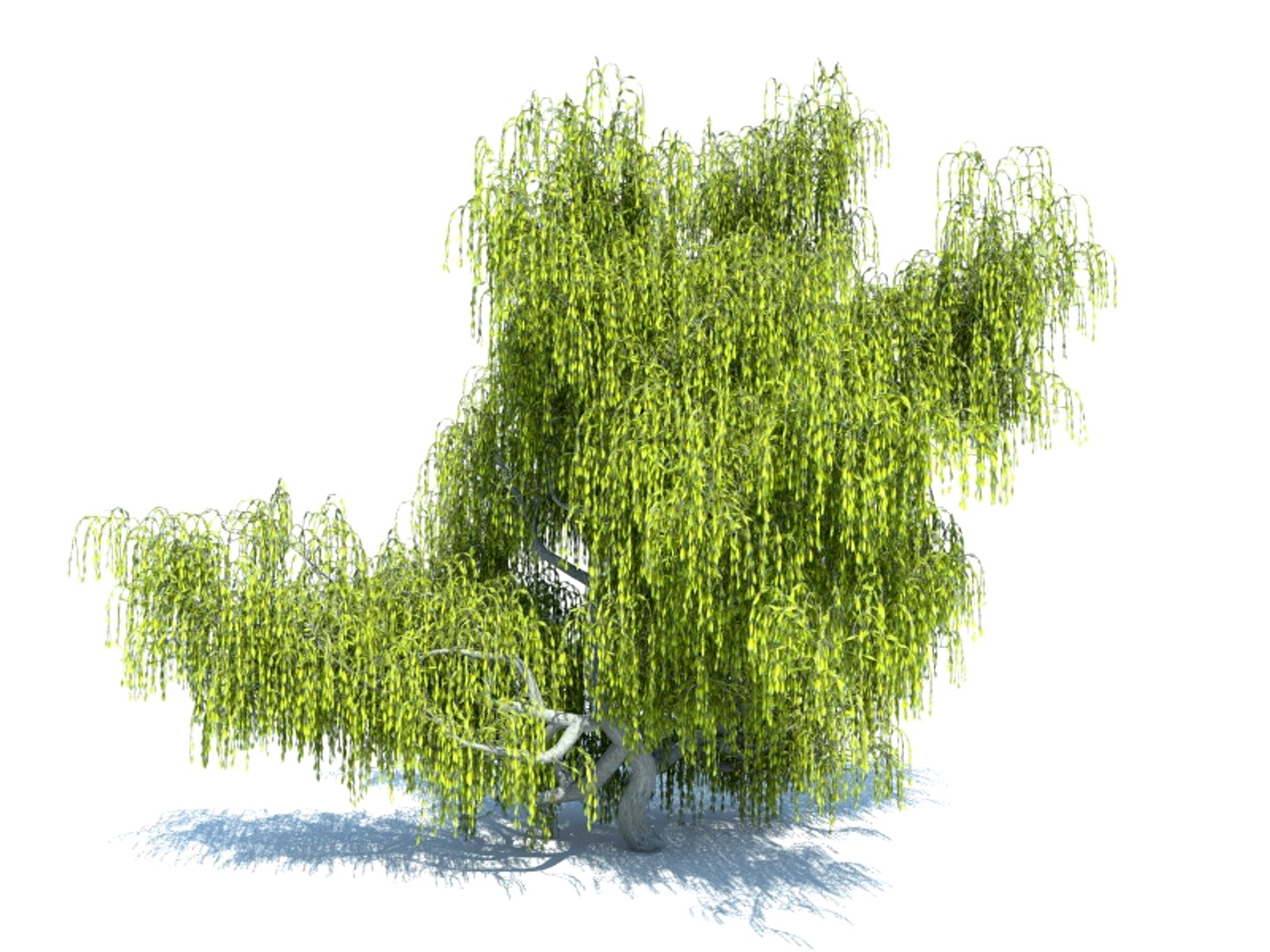 Tree willow