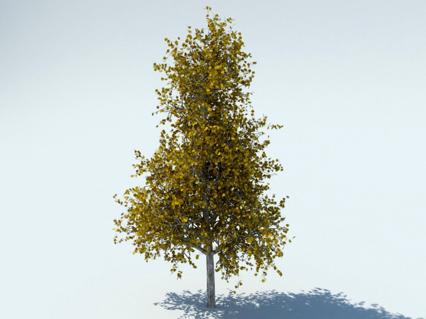 Tree aspen