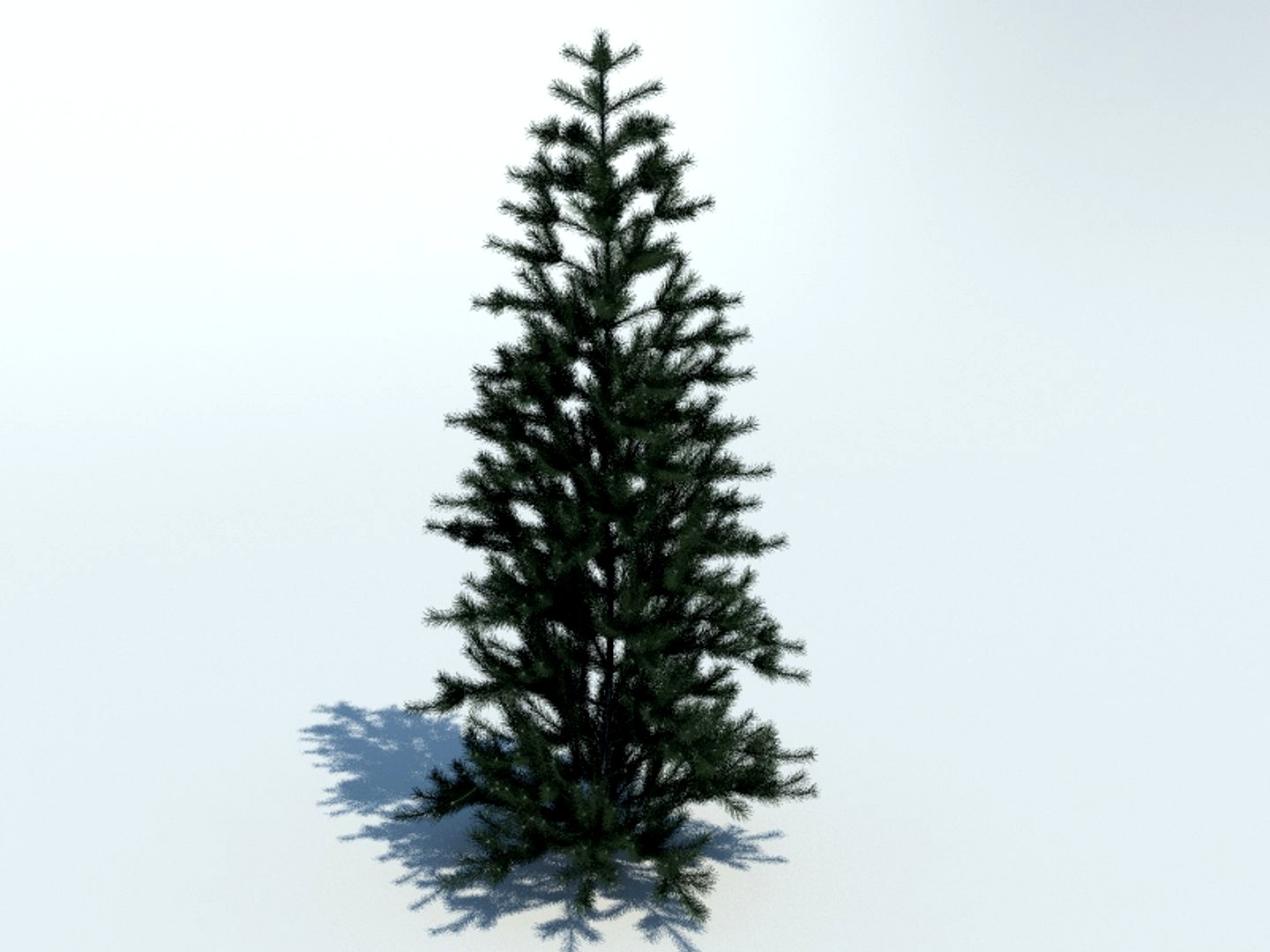 Tree fir