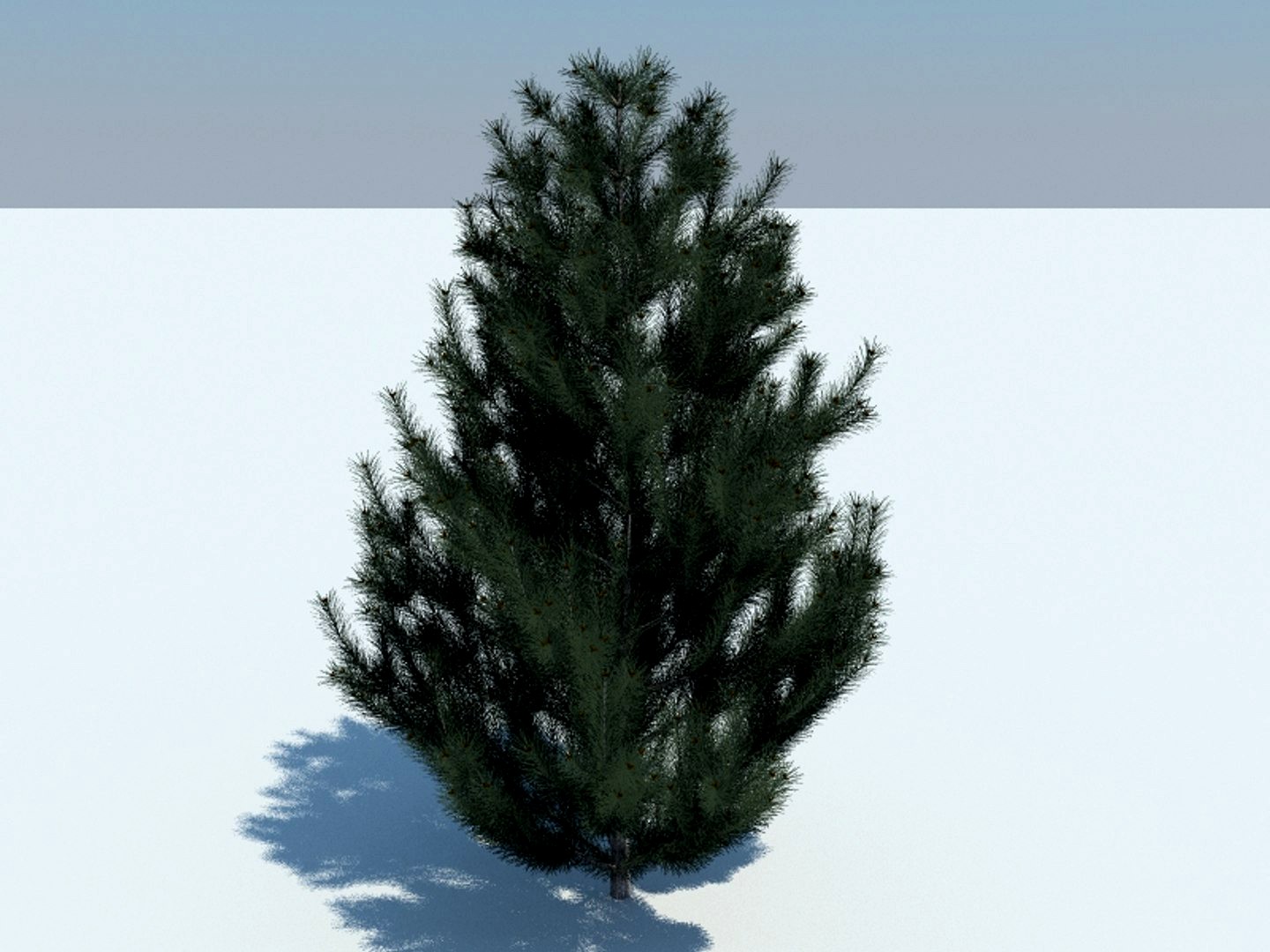 Tree pine