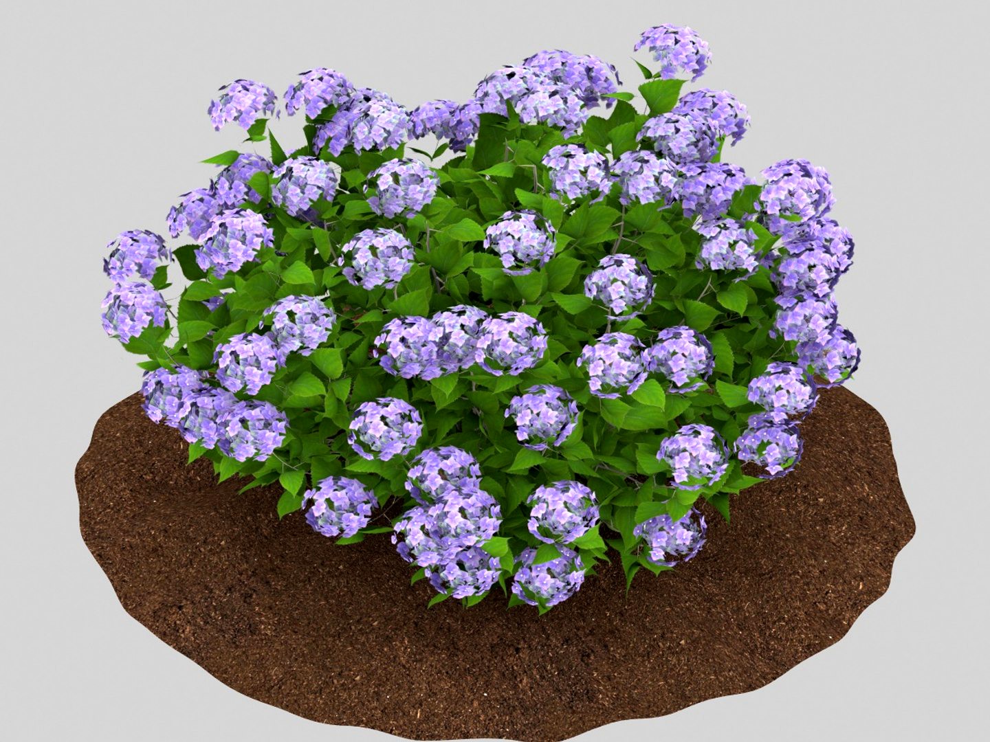 hydrangea