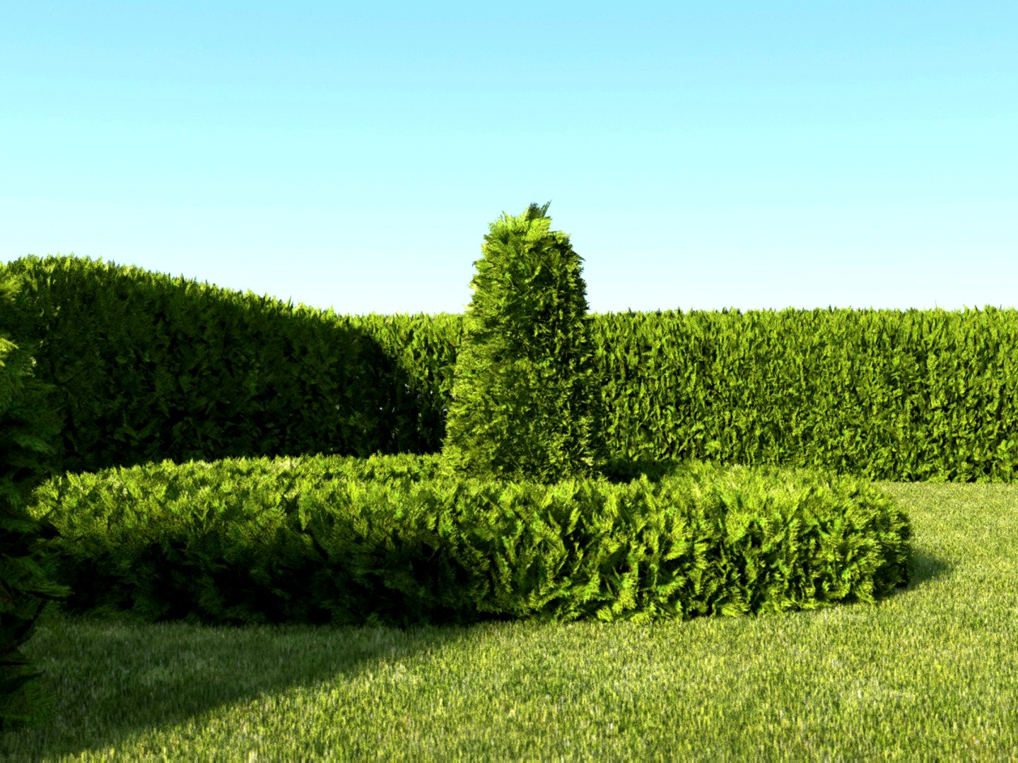 a hedge of arborvitae