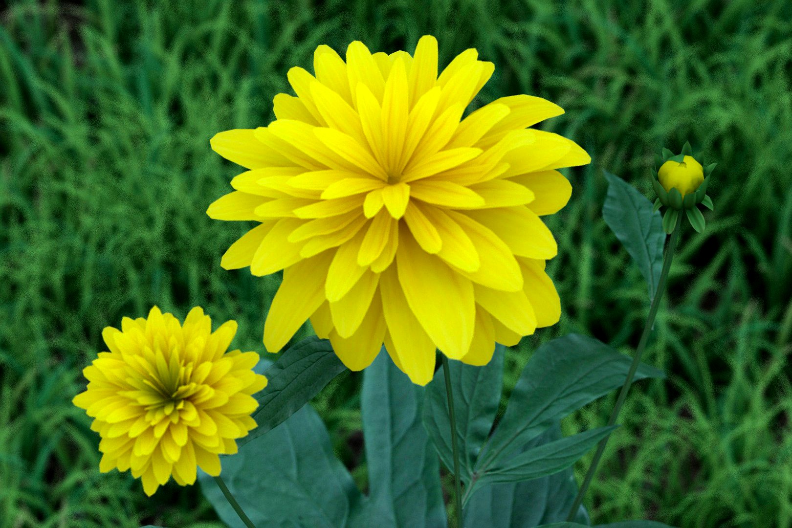 rudbeckia dissected