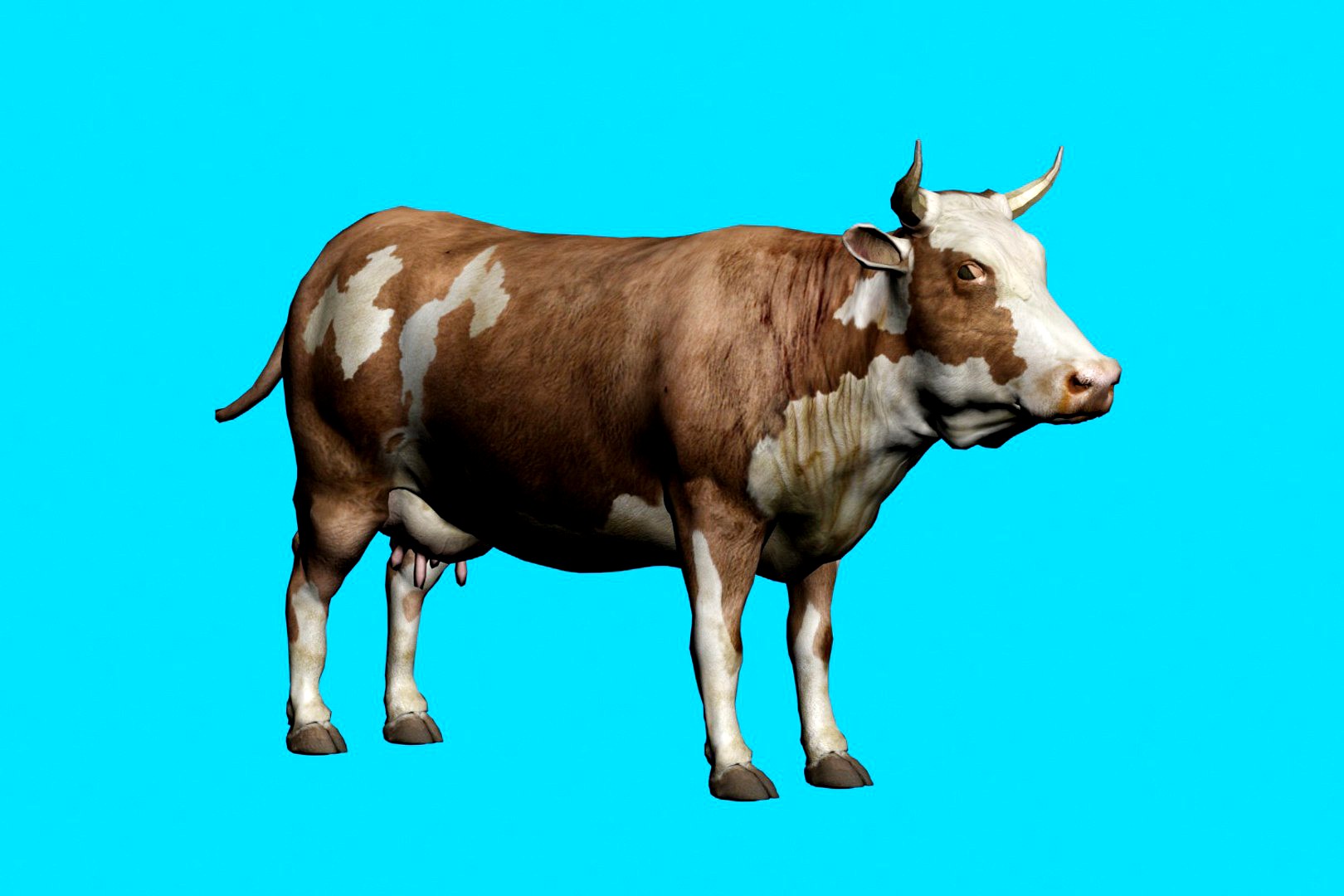 COW