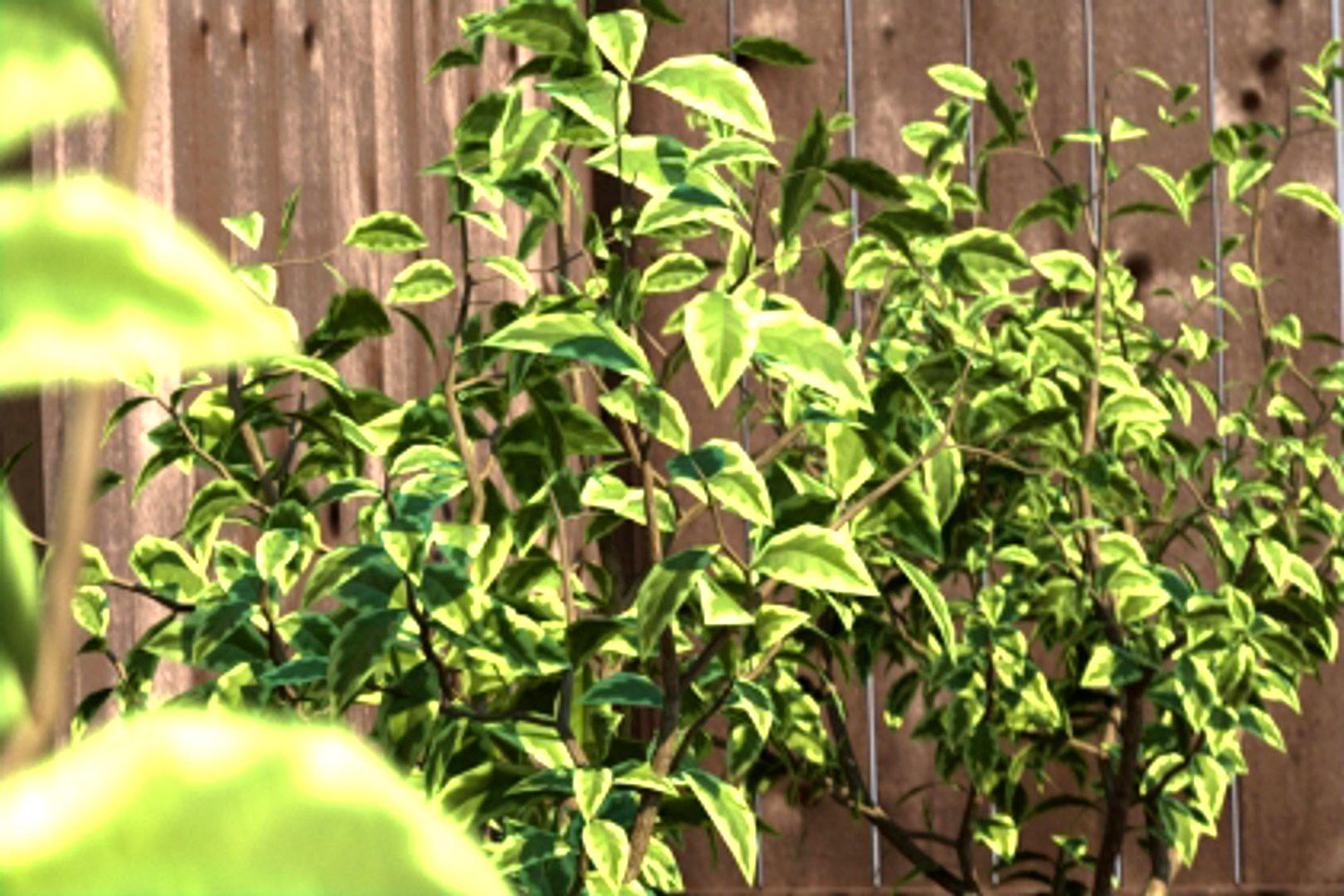 Shrub 4 - Mental Ray Ready