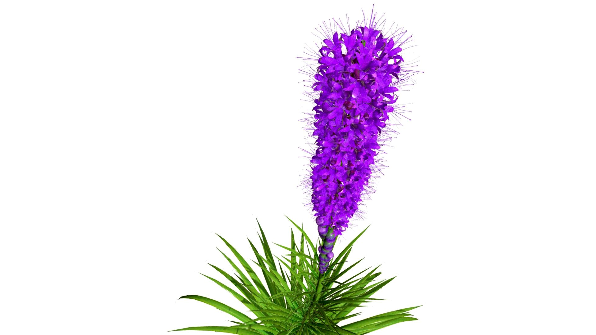 Blazing Star Purple flower