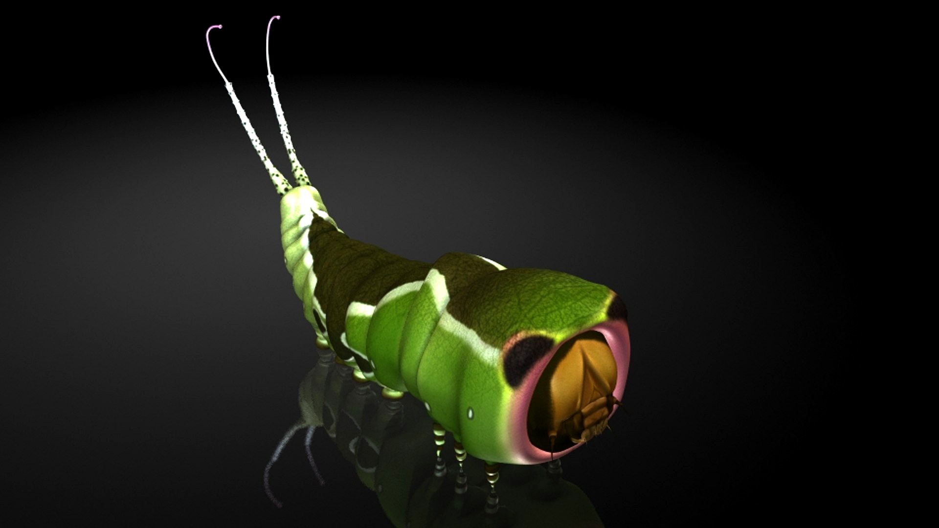 insects / Moth larvae