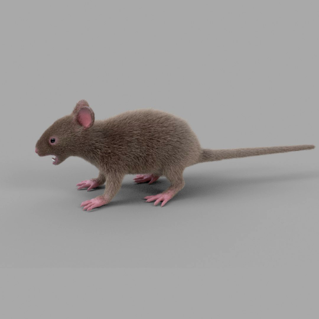 rat