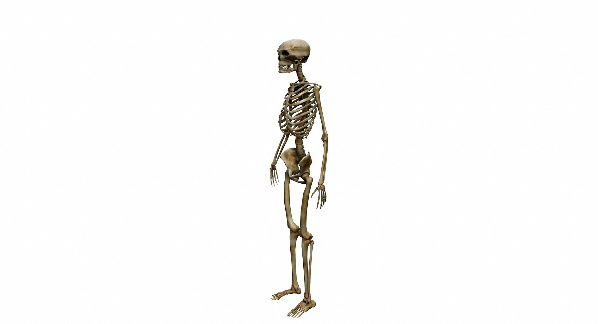 Skeleton