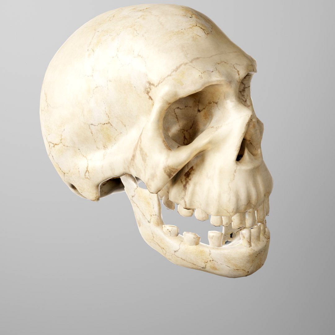 humanoid skull