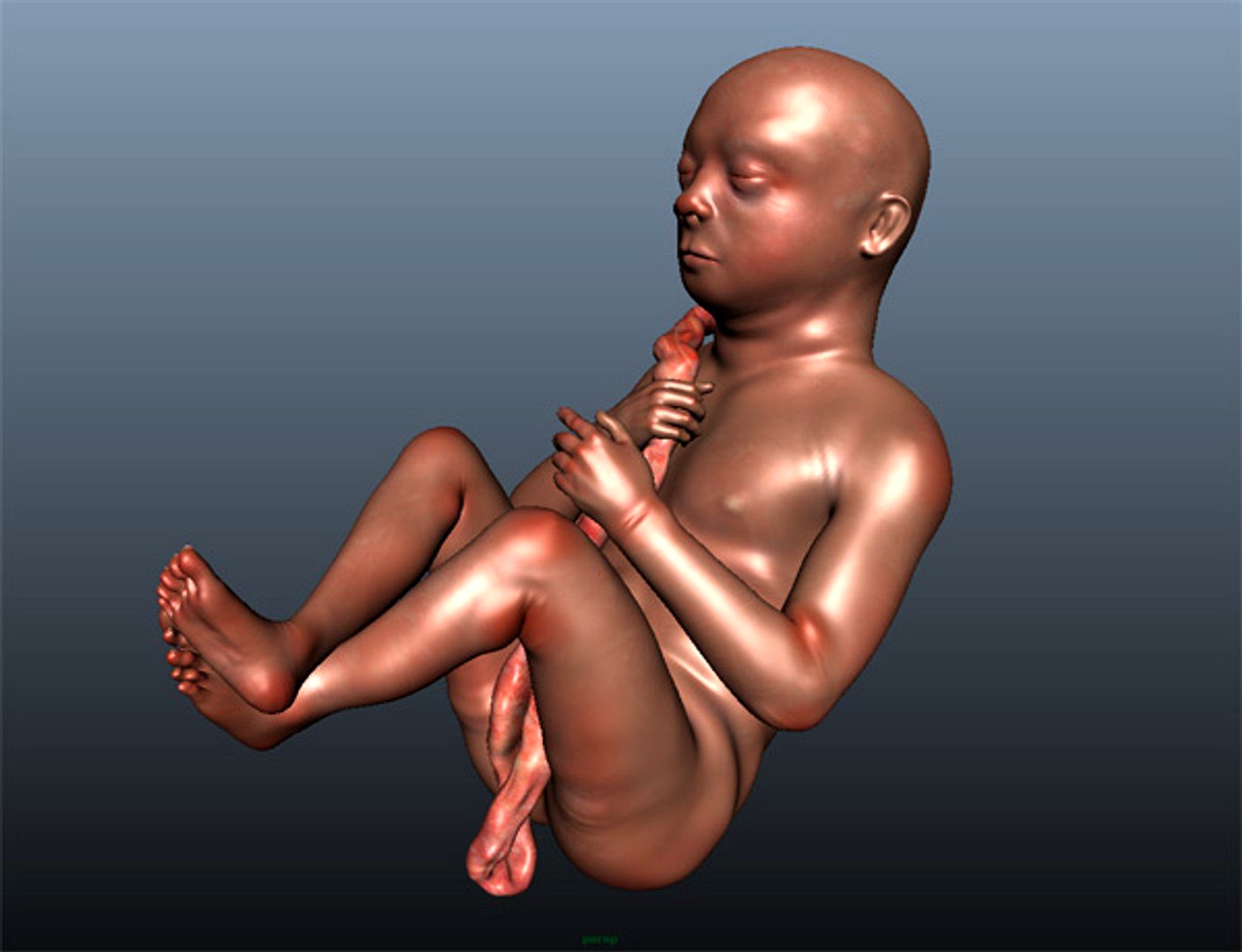 Fetus