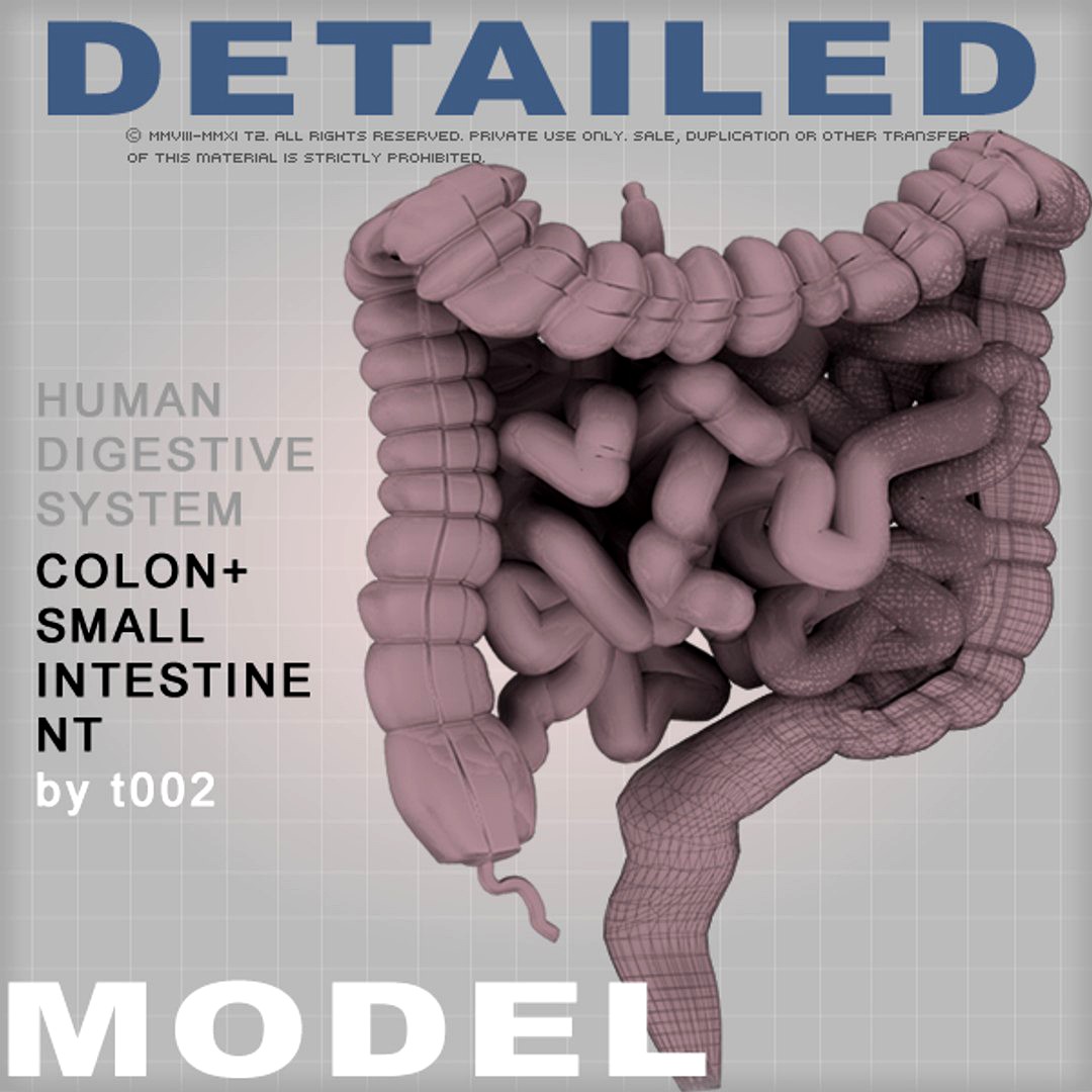 Highly Detailed Colon and Small Intestine-NT