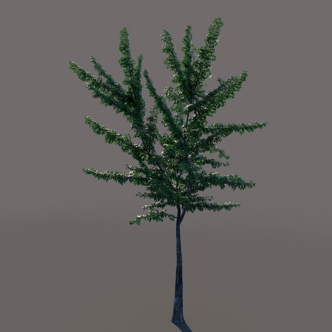 Small tree