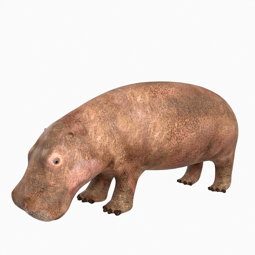 Hippopotamus(Rigged)