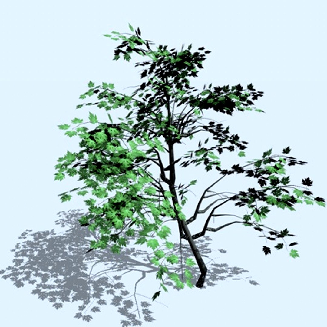 Maple Tree