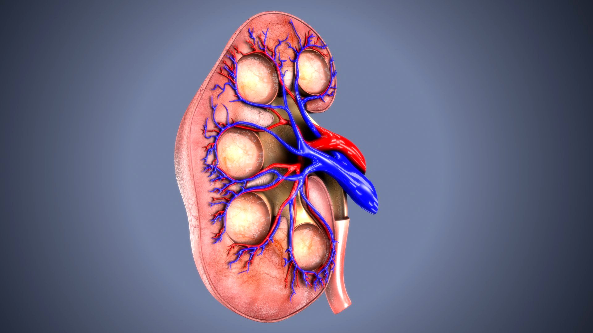 kidney intersection anatomy