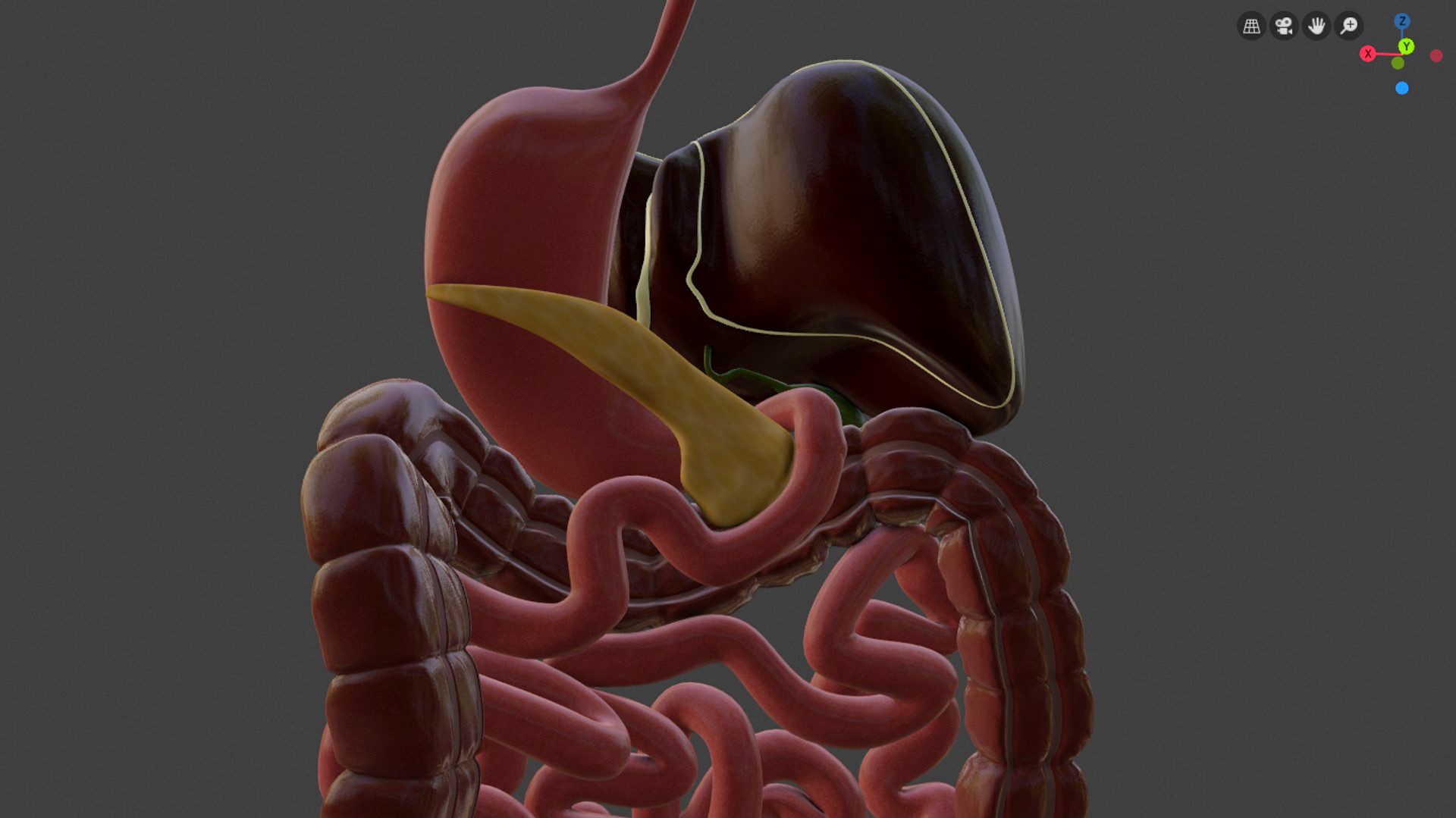 Digestive System