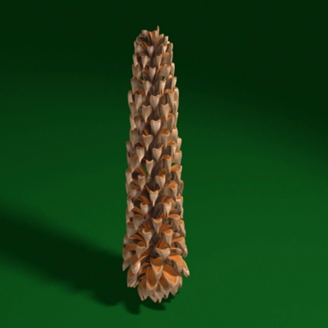 pine cone