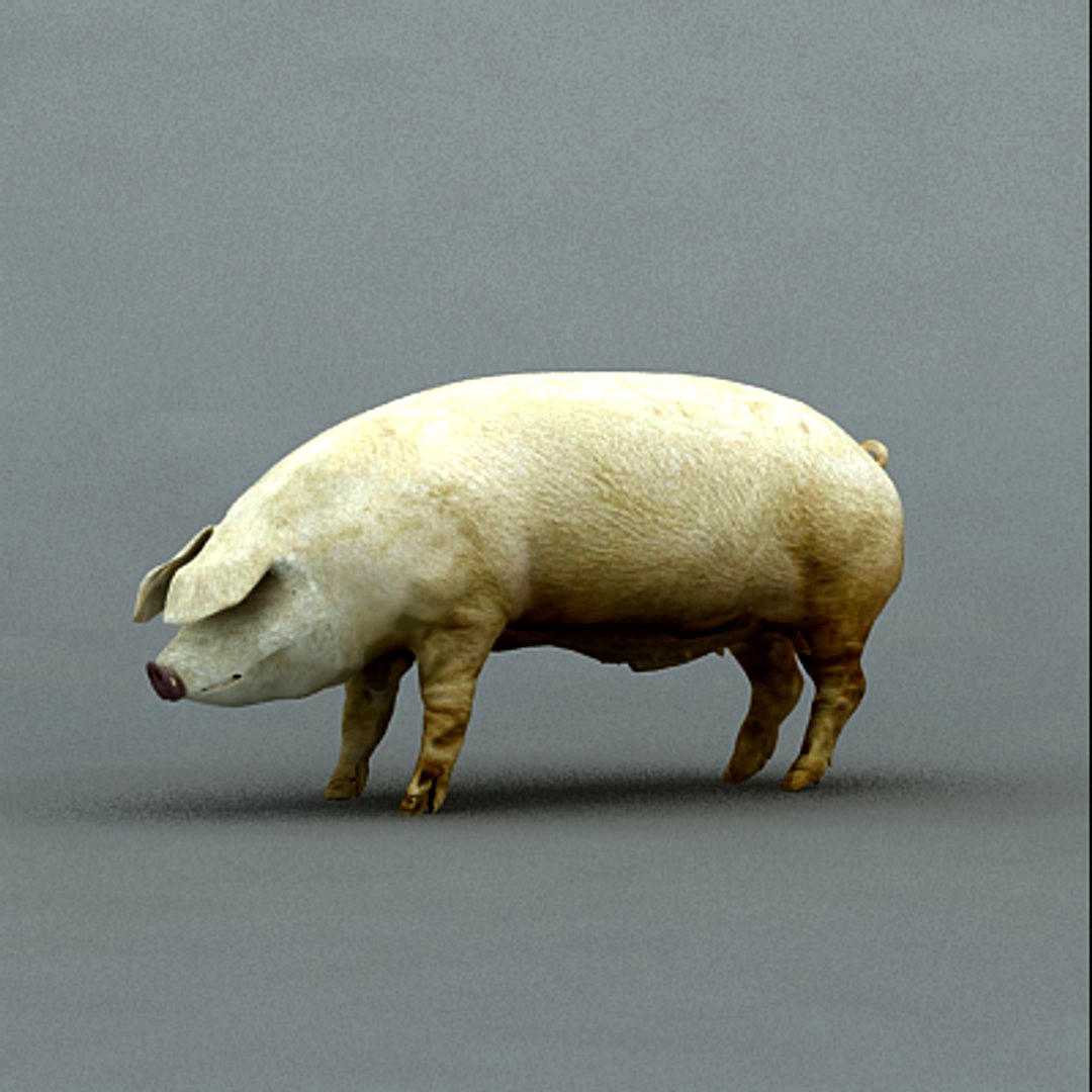 pig