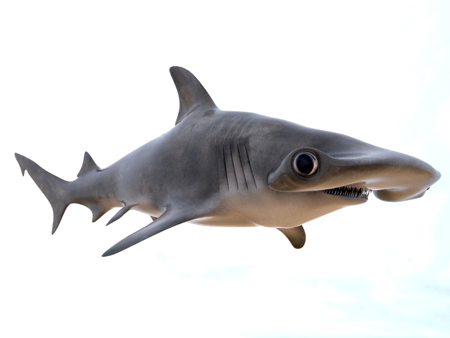 hammerhead shark