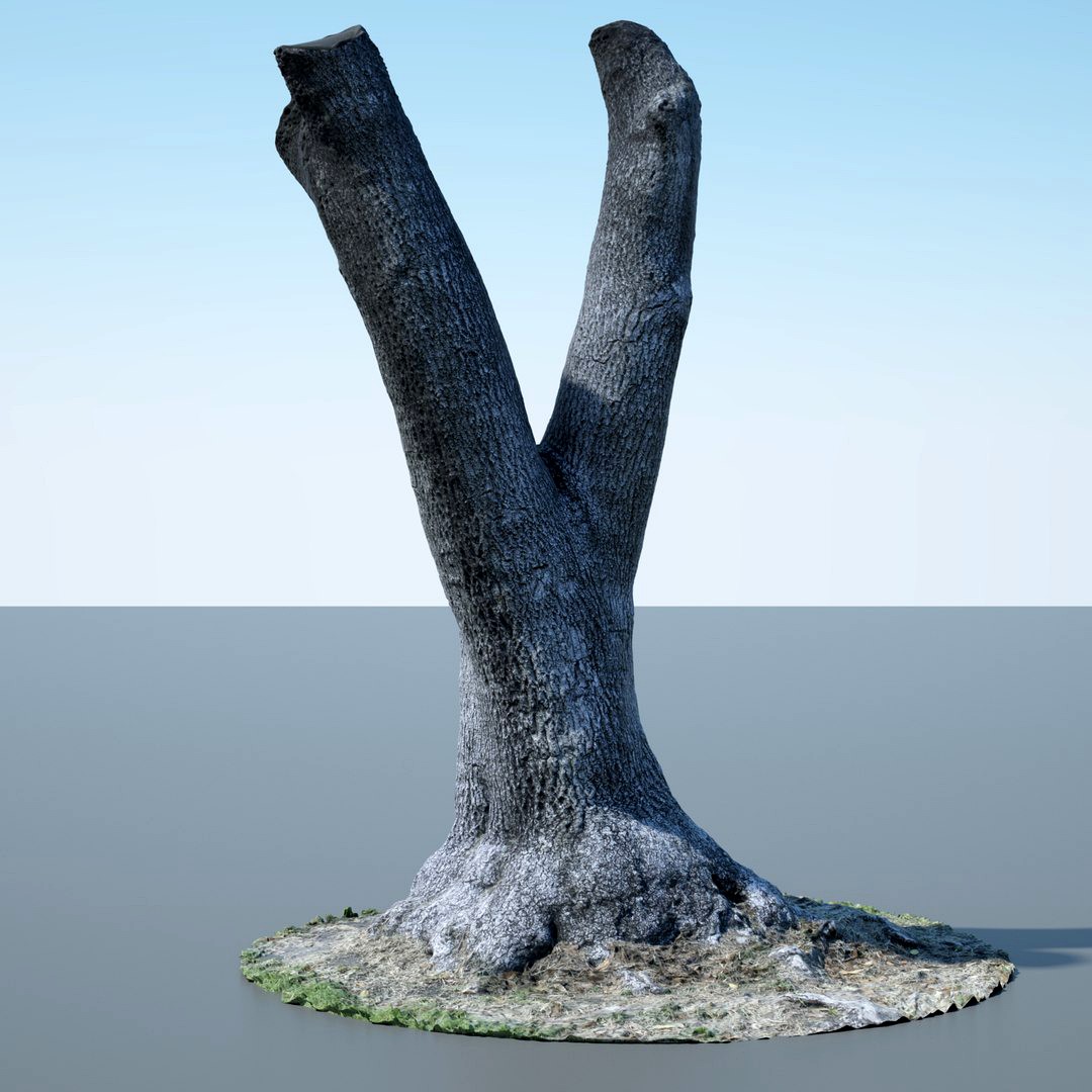 Tree Trunk - 09