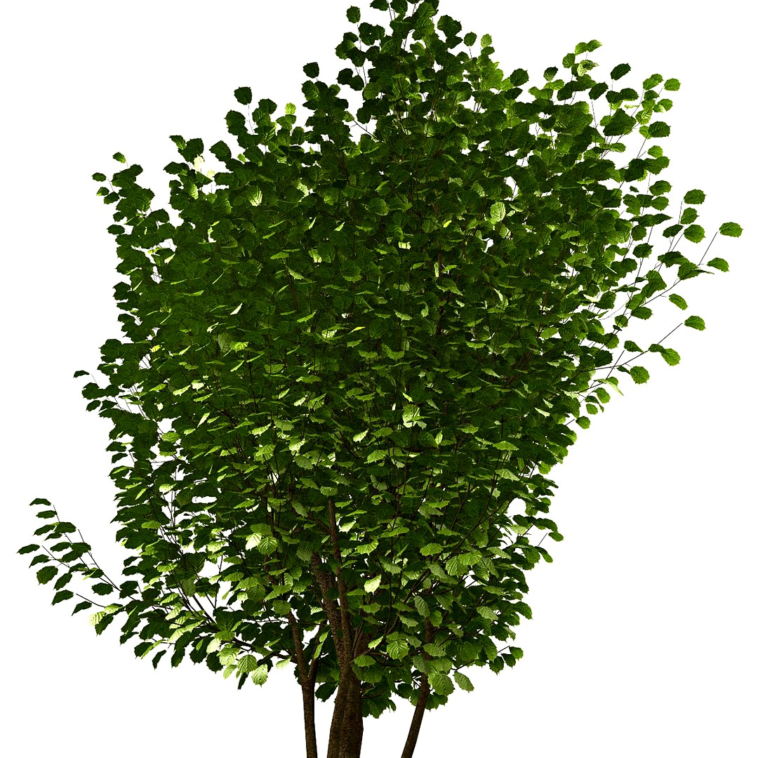 Tree #24