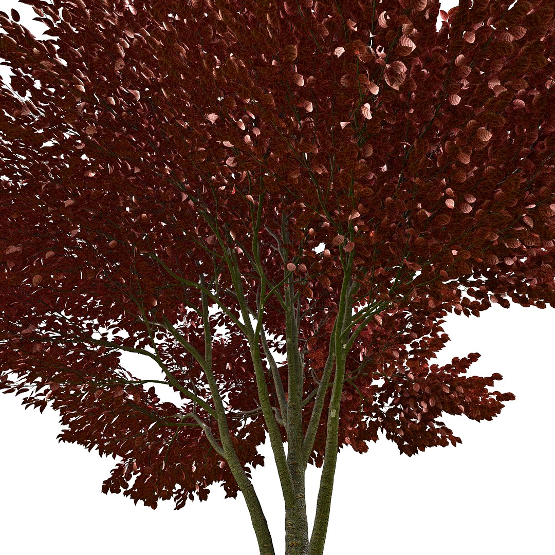 Tree #20